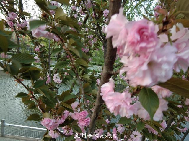 北方種植哪些開花的苗木、花卉比較適合？(圖1)
