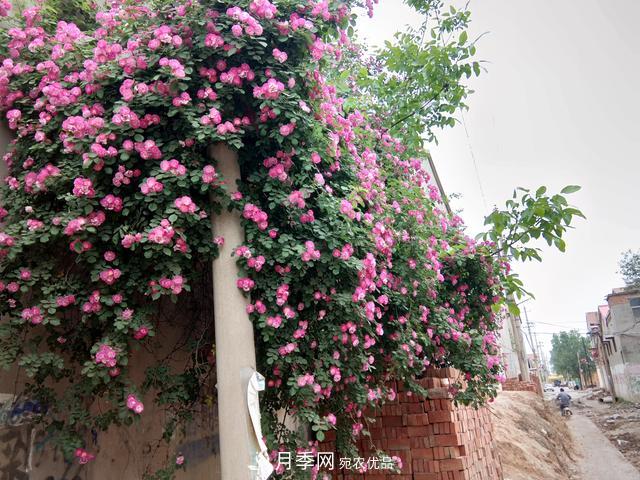 北方種植哪些開花的苗木、花卉比較適合？(圖4)