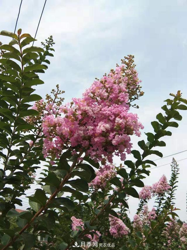 北方種植哪些開花的苗木、花卉比較適合？(圖3)