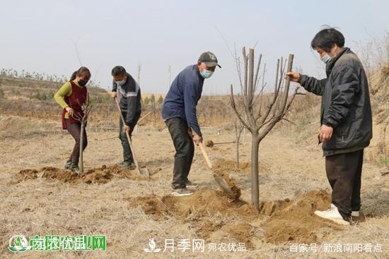 南陽南召縣苗木產業(yè)奪勝利 生態(tài)扶貧收紅利(圖2)