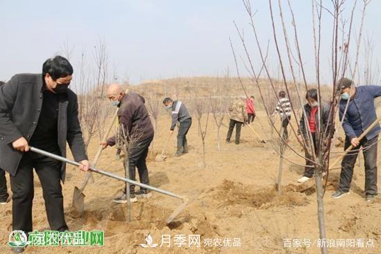 南陽南召縣苗木產業(yè)奪勝利 生態(tài)扶貧收紅利(圖1)