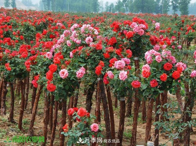 疫情之后2020年的苗木花卉行情將有什么變化？淺談建議(圖3)