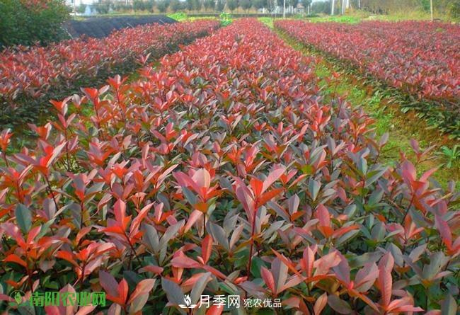 疫情之后2020年的苗木花卉行情將有什么變化？淺談建議(圖2)