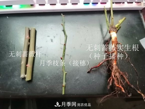 樹狀月季嫁接詳細(xì)教程，輕松養(yǎng)出月季樹！(圖3)