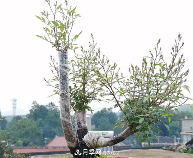 樹狀月季嫁接詳細(xì)教程，輕松養(yǎng)出月季樹！(圖4)