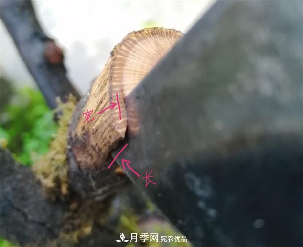 樹狀月季嫁接詳細(xì)教程，輕松養(yǎng)出月季樹！(圖5)