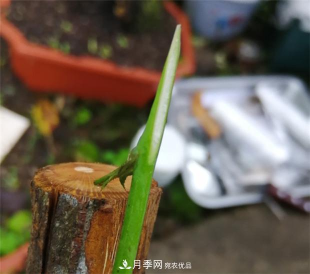 樹狀月季嫁接詳細(xì)教程，輕松養(yǎng)出月季樹！(圖6)