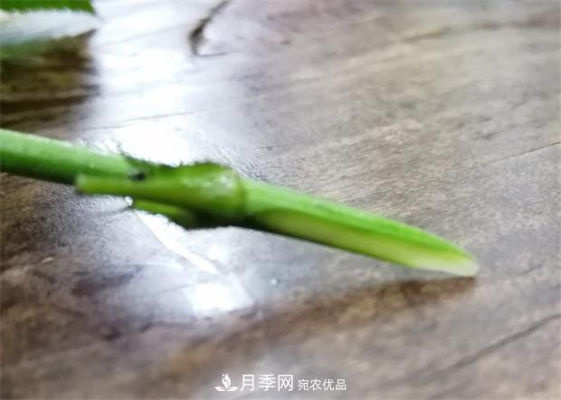 樹狀月季嫁接詳細(xì)教程，輕松養(yǎng)出月季樹！(圖7)