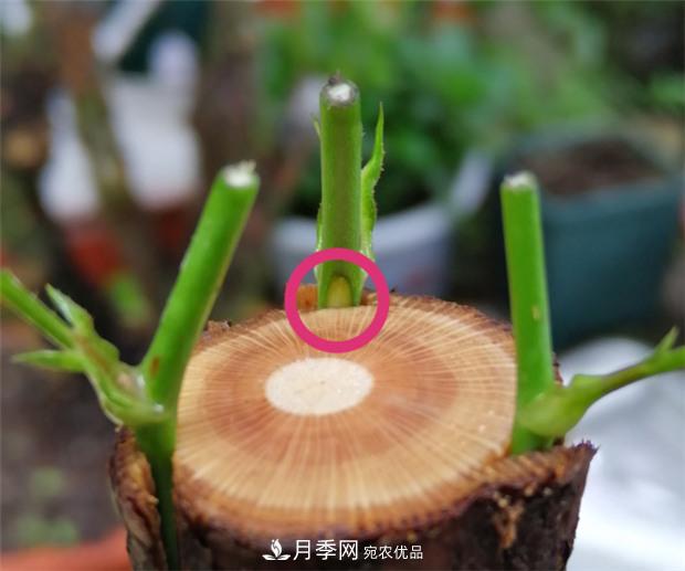 樹狀月季嫁接詳細(xì)教程，輕松養(yǎng)出月季樹！(圖9)
