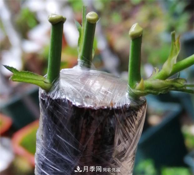 樹狀月季嫁接詳細(xì)教程，輕松養(yǎng)出月季樹！(圖10)