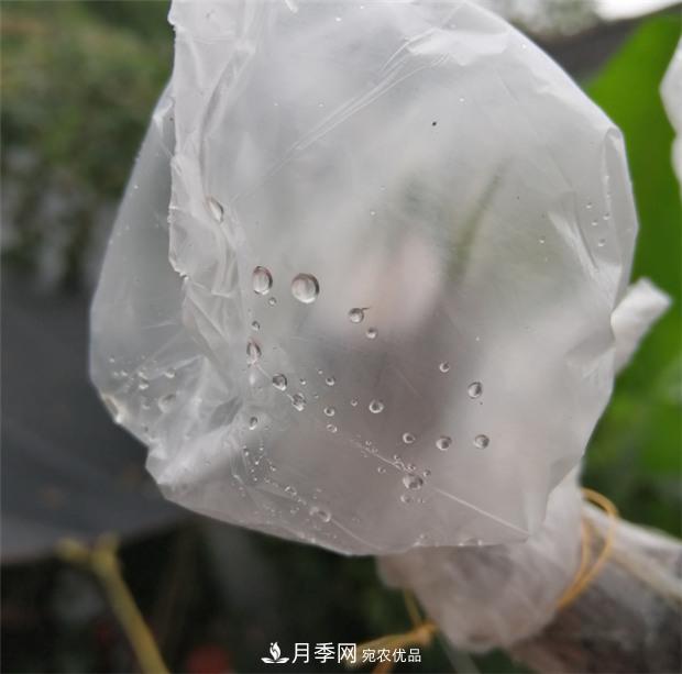 樹狀月季嫁接詳細(xì)教程，輕松養(yǎng)出月季樹！(圖11)