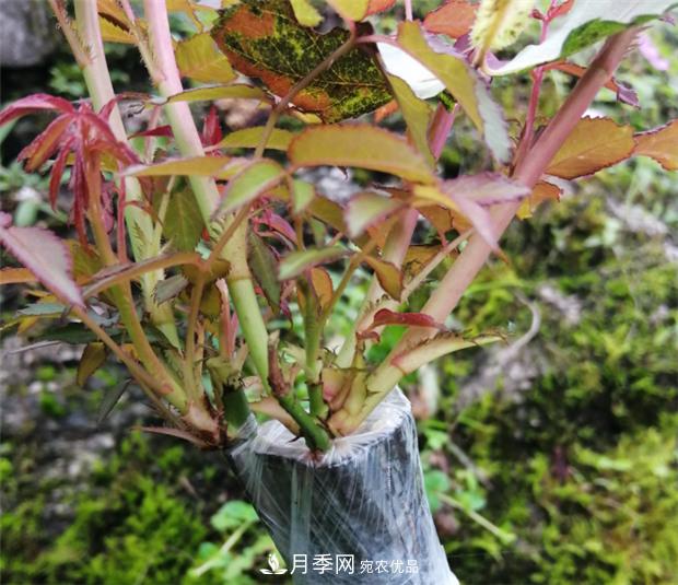 樹狀月季嫁接詳細(xì)教程，輕松養(yǎng)出月季樹！(圖12)