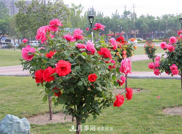 樹狀月季嫁接詳細(xì)教程，輕松養(yǎng)出月季樹！(圖13)