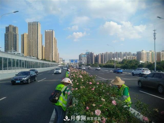 武漢園林工人高溫下修枝除草，守護(hù)城市月季景觀(圖1)