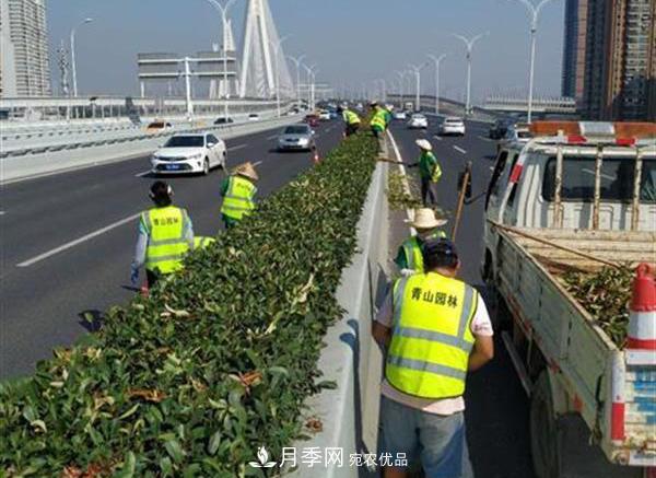 武漢園林工人高溫下修枝除草，守護(hù)城市月季景觀(圖2)