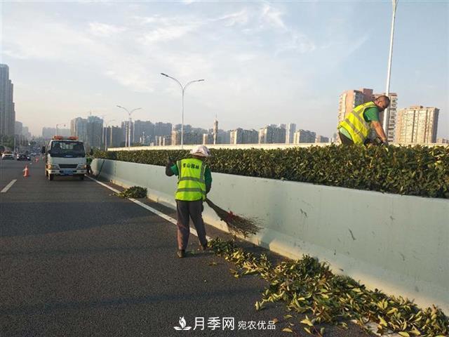 武漢園林工人高溫下修枝除草，守護(hù)城市月季景觀(圖3)