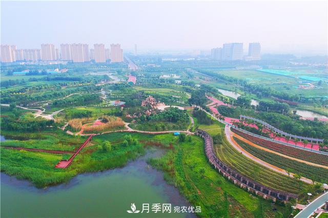 山東濟(jì)南的后花園，童話般月季花王國，300畝900個(gè)品種月季花盛放(圖4)