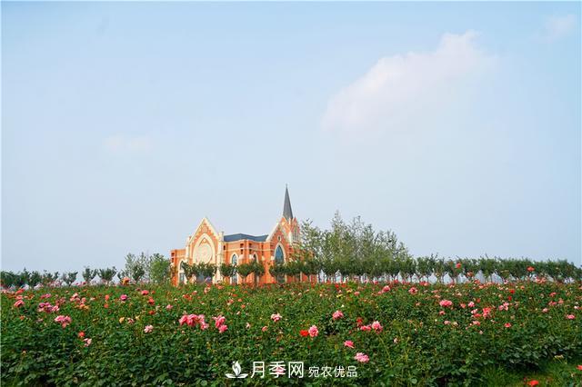 山東濟(jì)南的后花園，童話般月季花王國，300畝900個(gè)品種月季花盛放(圖2)