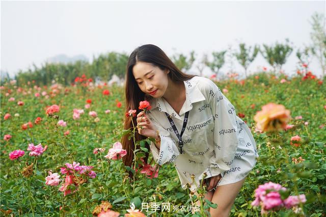 山東濟(jì)南的后花園，童話般月季花王國，300畝900個(gè)品種月季花盛放(圖8)