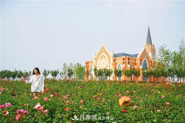 山東濟(jì)南的后花園，童話般月季花王國，300畝900個(gè)品種月季花盛放(圖6)