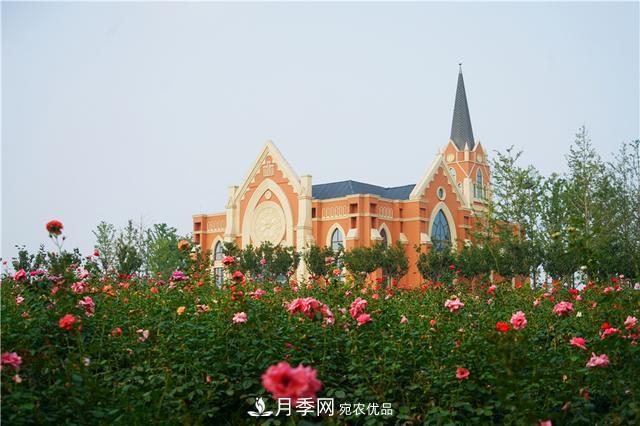 山東濟(jì)南的后花園，童話般月季花王國，300畝900個(gè)品種月季花盛放(圖11)