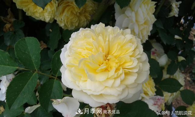 月季知識(shí)知多少？這可能是世上***全的月季百科知識(shí)！(圖1)