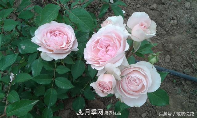 月季知識(shí)知多少？這可能是世上***全的月季百科知識(shí)！(圖4)