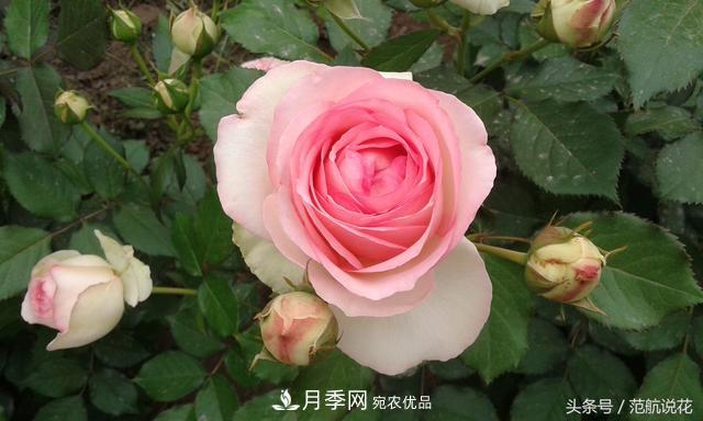月季知識(shí)知多少？這可能是世上***全的月季百科知識(shí)！(圖2)