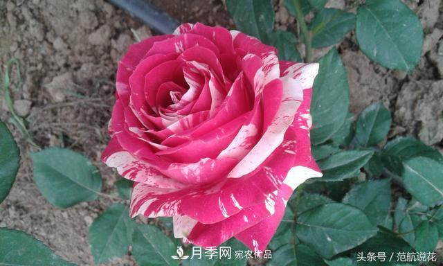 月季知識(shí)知多少？這可能是世上***全的月季百科知識(shí)！(圖3)