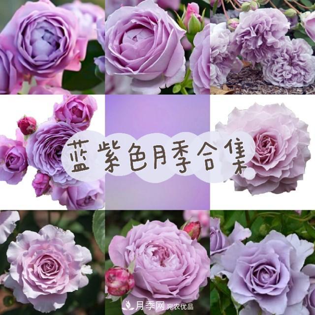 熱門的藍紫色月季品種盤點，你喜歡哪一款呢？(圖1)