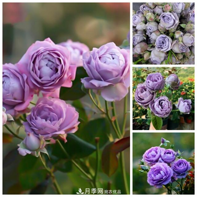 熱門的藍紫色月季品種盤點，你喜歡哪一款呢？(圖4)
