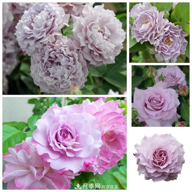 熱門的藍紫色月季品種盤點，你喜歡哪一款呢？(圖9)