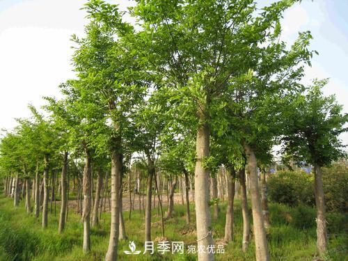 恢復(fù)移栽苗木長(zhǎng)勢(shì)，技術(shù)措施看這里(圖1)