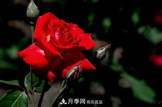 為什么南陽月季老根便宜？(圖2)
