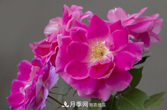 為什么南陽月季老根便宜？(圖3)