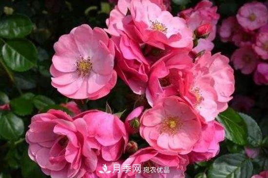 耐熱月季，廣東適合種什么月季？(圖3)