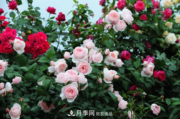 耐熱月季，廣東適合種什么月季？(圖1)