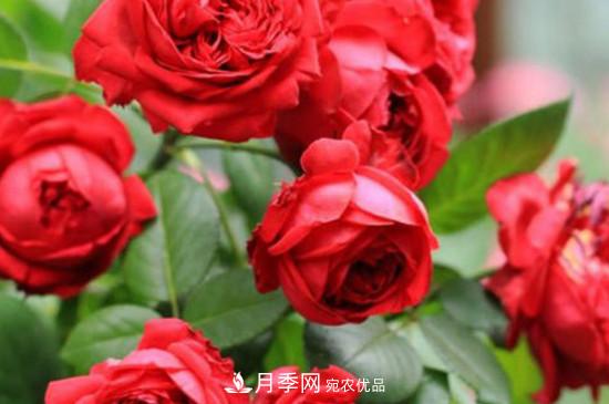 耐熱月季，廣東適合種什么月季？(圖4)