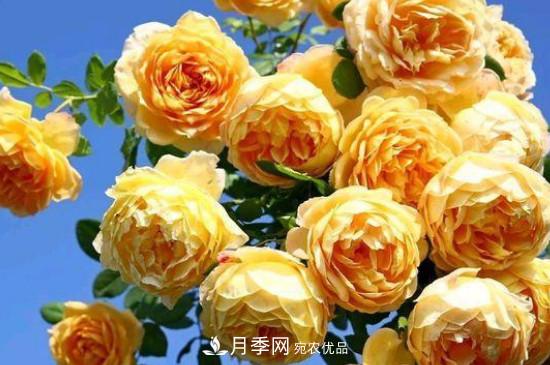 黃月季有哪些品種？(圖4)