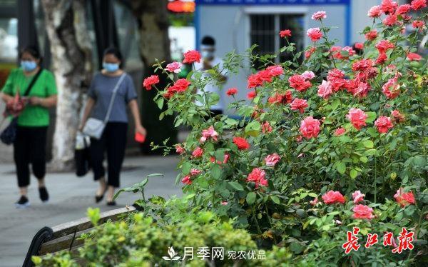 烈日下，武漢城區(qū)月季盛情開放(圖集)(圖1)