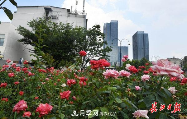 烈日下，武漢城區(qū)月季盛情開放(圖集)(圖4)