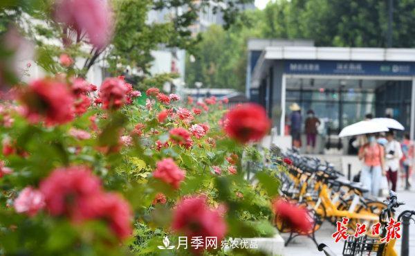 烈日下，武漢城區(qū)月季盛情開放(圖集)(圖2)