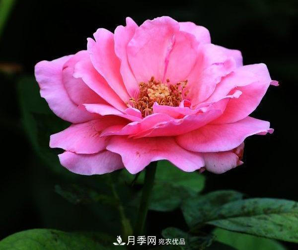 烈日下，武漢城區(qū)月季盛情開放(圖集)(圖3)