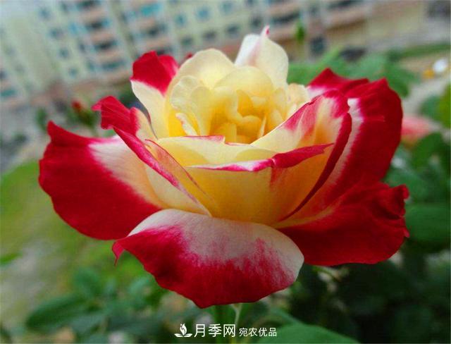 香水月季紅雙喜，學(xué)會(huì)5個(gè)要點(diǎn)，花朵又大又香(圖1)