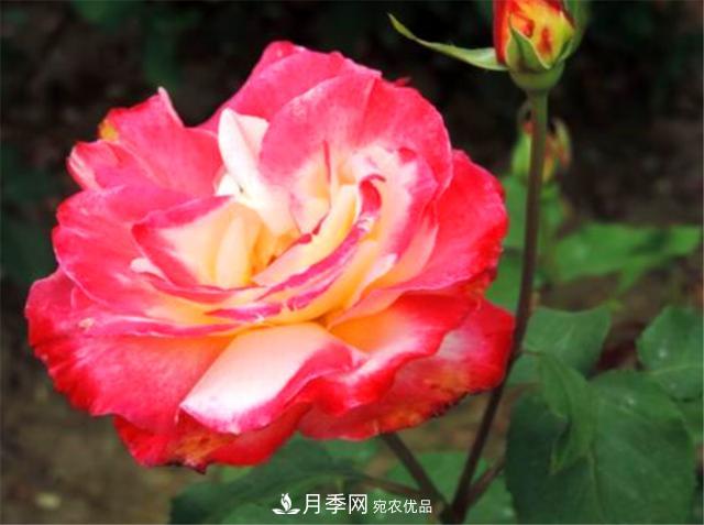 香水月季紅雙喜，學(xué)會(huì)5個(gè)要點(diǎn)，花朵又大又香(圖3)