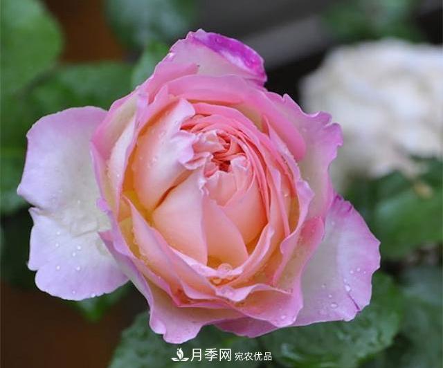 破曉月季會(huì)變色，三天一變身，糖果色花瓣溫婉可人(圖1)