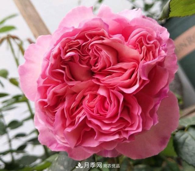 破曉月季會(huì)變色，三天一變身，糖果色花瓣溫婉可人(圖2)
