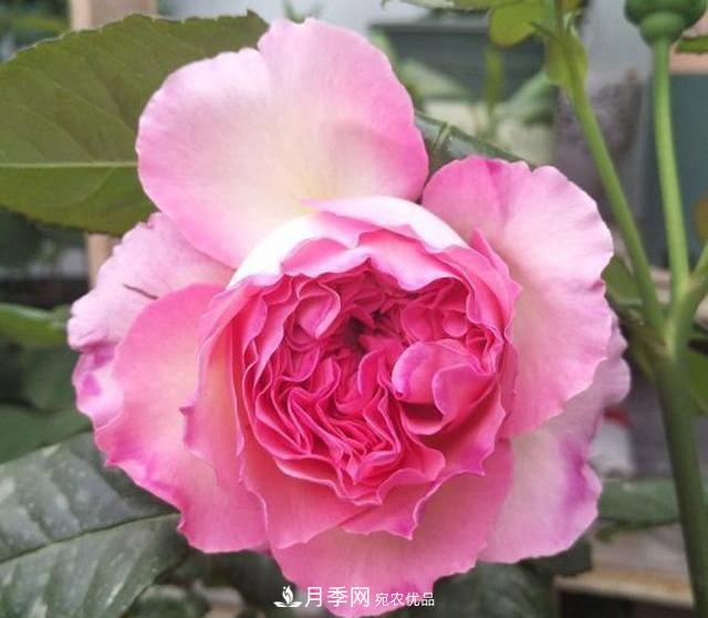 破曉月季會(huì)變色，三天一變身，糖果色花瓣溫婉可人(圖3)
