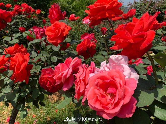 湖北黃石這個地方2000棵月季花怒放…(圖1)