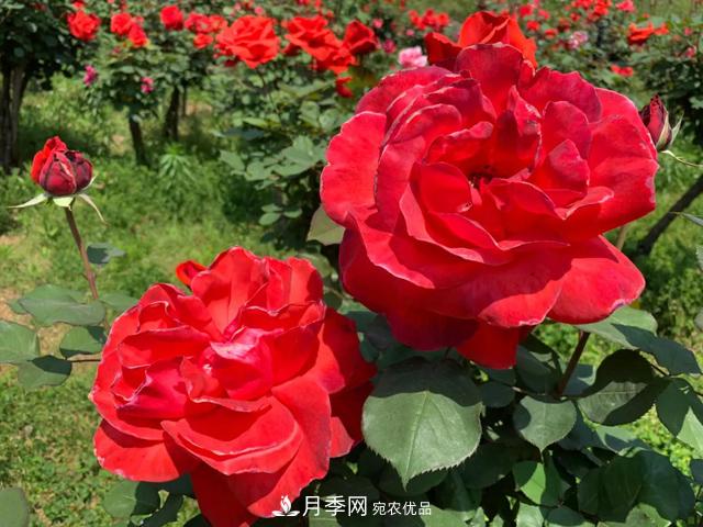 湖北黃石這個地方2000棵月季花怒放…(圖2)